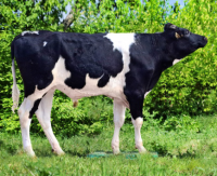 Гектор 679111065