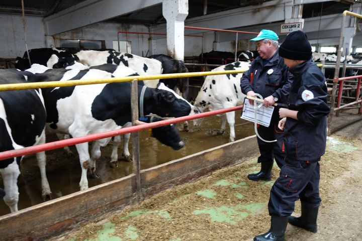 Плановый выезд для линейной экстерьерной оценки коров-первотелок в  племенной завод  АО «Агрофирма «Ольдеевская» Чебоксарского района.