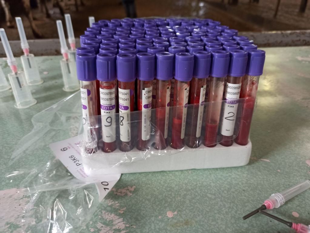 Выезд специалистов АО "Чувашское" по племенной работе в АО "Вурнарский мясокомбинат" Вурнарского района