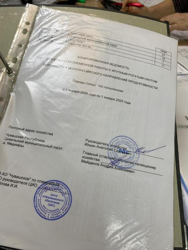 Рабочая неделя в АО “Чувашское” по племработе началась активно!