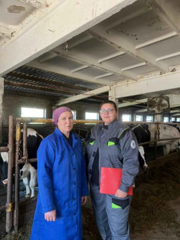 Выезд специалистов АО "Чувашское" по племенной работе в СХПК колхоз им Ленина