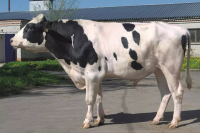 АТЛАНТ 8691 / 635686916