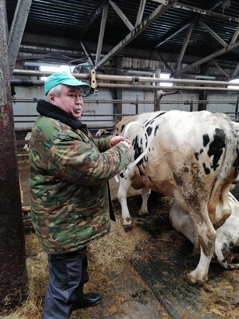 Выезд специалистов РИСЦ в ООО "Родина" Ядринского района для экстерьерной оценки коров-первотелок